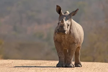 Photo sur Plexiglas Rhinocéros Un veau de rhinocéros blanc (Ceratotherium simum simum) dans le parc national Kruger, Afrique du Sud