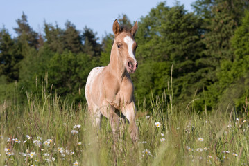 Fototapeta premium Nice appaloosa foal running