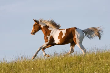 Foto auf Acrylglas Nettes junges Appaloosa-Pferdrennen © lenkadan