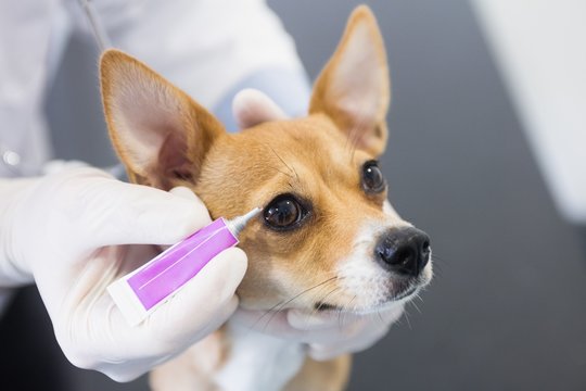 Vet Putting Eye Drops In Dog Eye