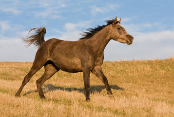 Arabian horse enjoys running across the meadow