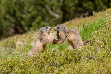 Naklejka na ściany i meble Two marmots fighting for territory
