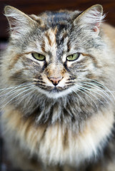 Norwegian Forest cat