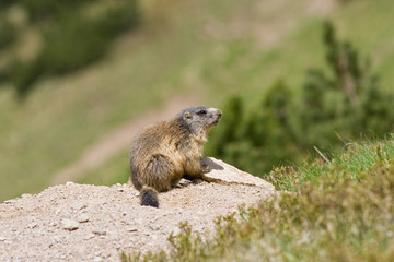 Naklejka na ściany i meble Portrait of sitting and looking marmot