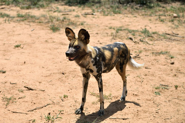 African Wild Dog