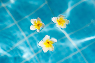 Fototapeta na wymiar Frangipani flower on the blue water, concept for tropical vacation