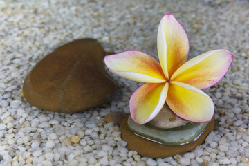 Naklejka na ściany i meble plumeria or frangipani on water and pebble rock