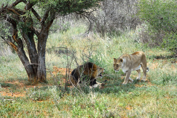 Lions in Etosha, Namibia