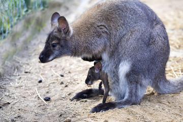 female with young in a pouch, Bennett's wallaby, Macropus rufogriseus © vladislav333222