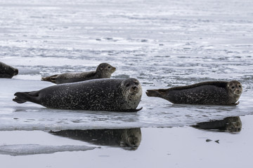 Foche nella laguna, Islanda