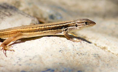 Iberian Wall Lizard