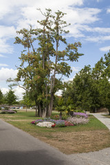 Das ehemalige Gartenschaugelände am Main in Kitzingen und Blick zur Altstadt von Kitzingen, Unterfranken, Bayern, Deutschland