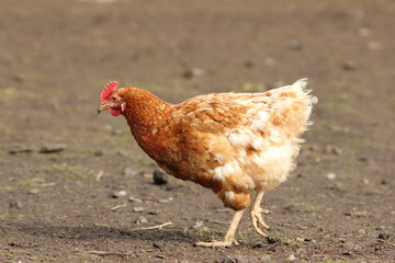 beige hen