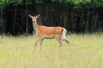 Obraz na płótnie Canvas curious red deer doe
