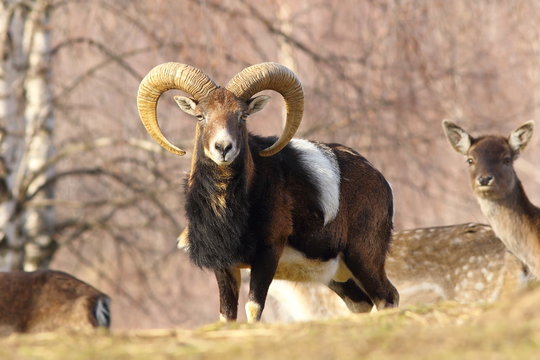 beautiful mouflon ram
