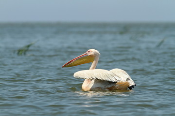 great pelican floating on blue water