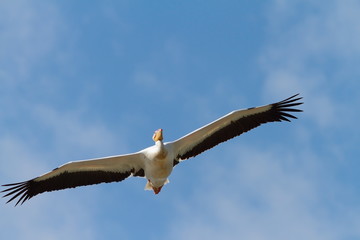 Fototapeta na wymiar great pelican flying towards the camera