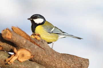 Obraz premium great tit standing in the garden