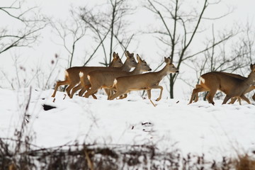 group of roe deer