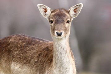 Naklejka na ściany i meble portrait of beautiful fallow deer doe