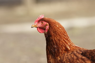 portrait of brown hen