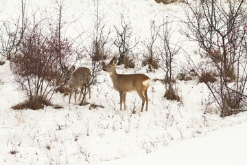 Naklejka na ściany i meble roe deers foraging for food in winter