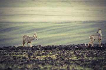 roe deers on plowed land