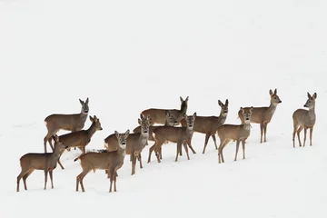Wall murals Roe roe deers on white snow