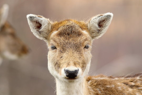 portrait of cute fallow deer hind