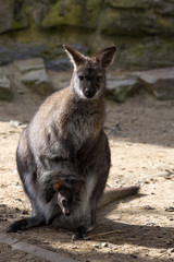Naklejka na ściany i meble female with young in a pouch, Bennett's wallaby, Macropus rufogriseus