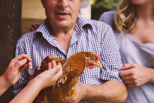 Germany, Northrhine Westphalia, Bornheim, Girl petting chicken with grand parents