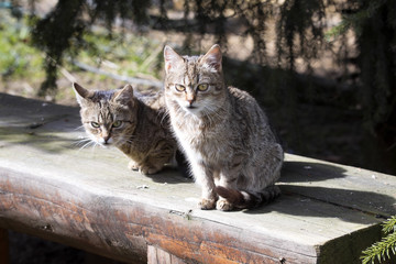 Two domestic cats basking in the sun