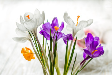 Crocuses on a white background