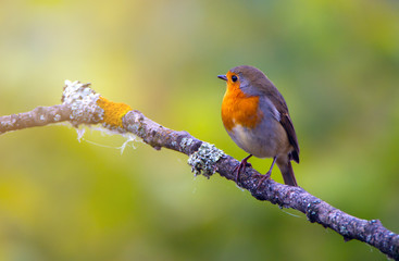 Songbird robin on a branch. On a green blurred background.