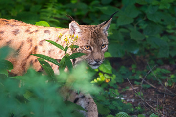 Luchs / lynx 