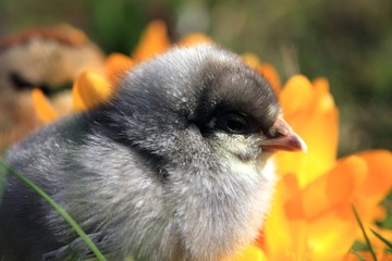Dominant Blue Chick portrait