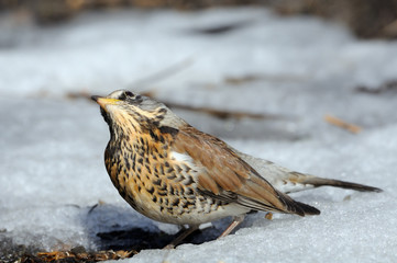 Fieldfare basks at the sun just after season migration arriving