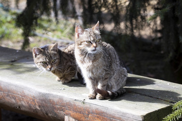 Two domestic cats basking in the sun
