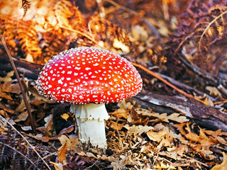 Amanita muscaria, poisonous mushroom