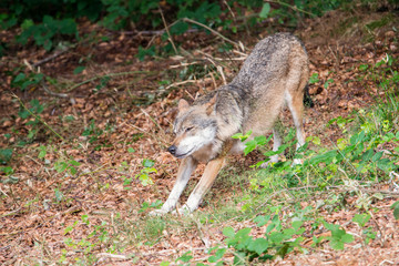 Der Wolf (Canis lupus)