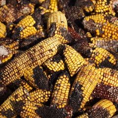Moldy corn background, Aflatoxin - Aspergillus flavus and Aspergillus parasiticus