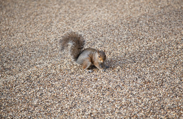 Grey squirrel, Hyde park, London