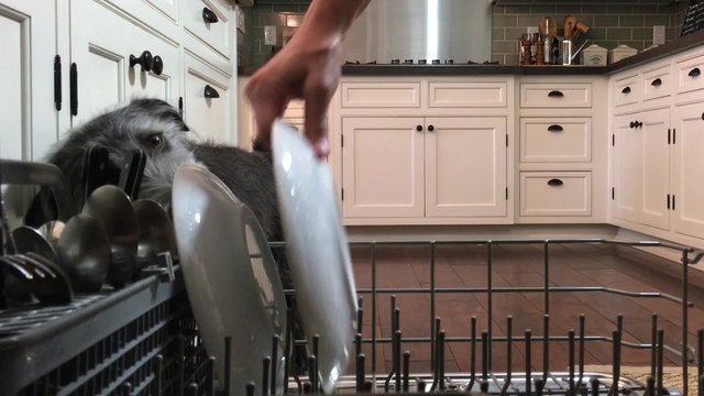 Funny dog walks up to open dishwasher and licks dirty dishes as they are being placed inside. 4k HD video.
