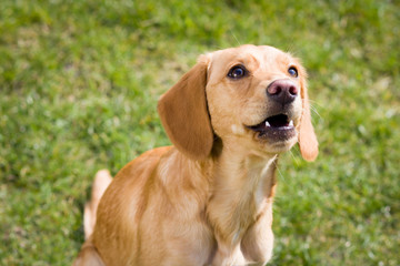 Young, light, brown dog relaxing on the huge botanic garden duri