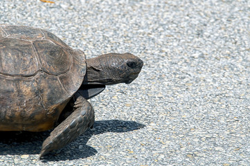 gopher tortoise walking