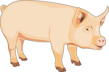 Pig isolated on the white