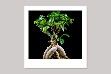 bonsai in a photo
