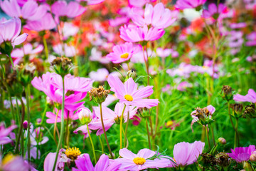 Obraz na płótnie Canvas Closeup on cosmos flowers.Beautiful flowers in the garden.
