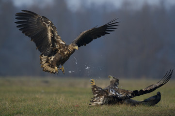 aigles