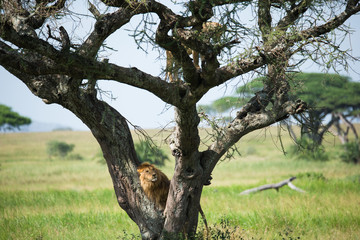 Big lion on  the african savannah in Tanzania